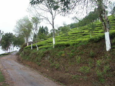 Plantage Tukdah (Darjeeling): Weg zur Tee-Fabrik